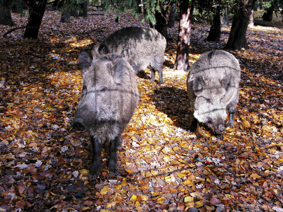 Wild boar, shown here inside an enclosure in a Berlin city park, are considered smart and quickly learn how to avoid hunters. Wild boar, shown here inside an enclosure in a Berlin city park, are considered smart and quickly learn how to avoid hunters.