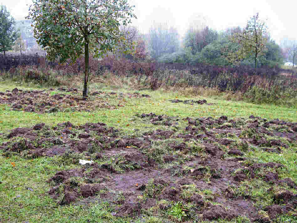 In Berlin, streetwise swine often tear up grassy areas in city parks, residential areas, cemeteries and stadiums as they search for food. In Berlin, streetwise swine often tear up grassy areas in city parks, residential areas, cemeteries and stadiums as they search for food.