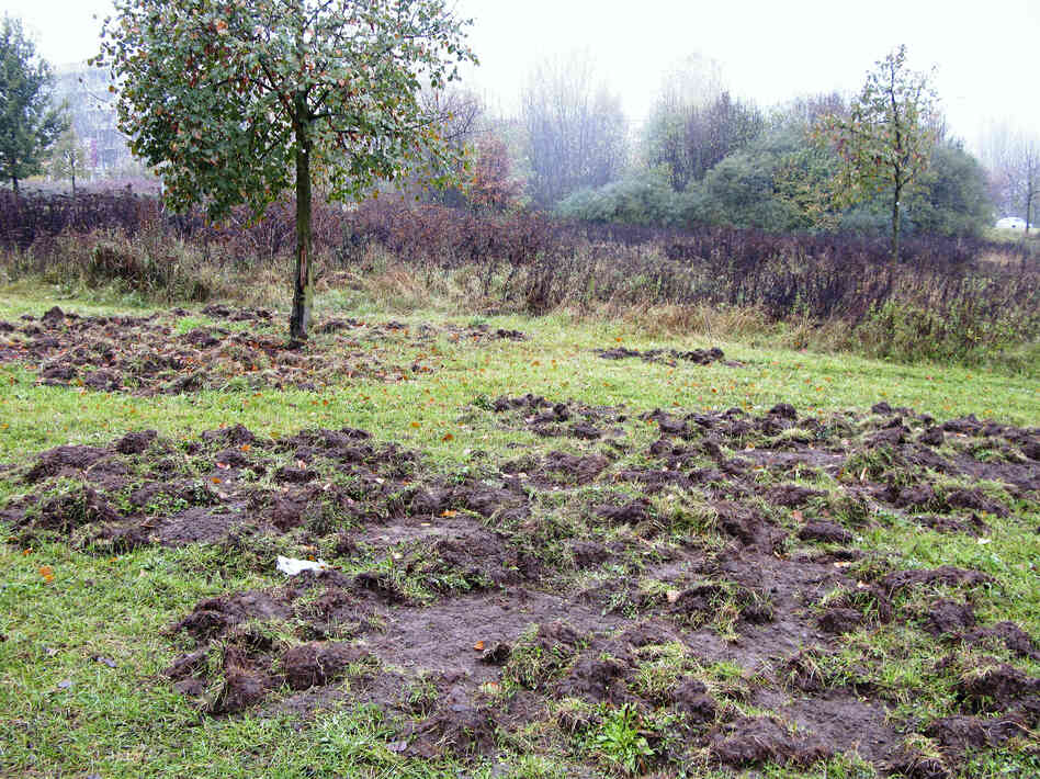 In Berlin, streetwise swine often tear up grassy areas in city parks, residential areas, cemeteries and stadiums as they search for food. In Berlin, streetwise swine often tear up grassy areas in city parks, residential areas, cemeteries and stadiums as they search for food.