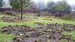 In Berlin, streetwise swine often tear up grassy areas in city parks, residential areas, cemeteries and stadiums as they search for food.