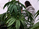 A documentary project takes a peek behind the scenes of marijuana production. A documentary project takes a peek behind the scenes of marijuana production.