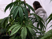 A documentary project takes a peek behind the scenes of marijuana production.
