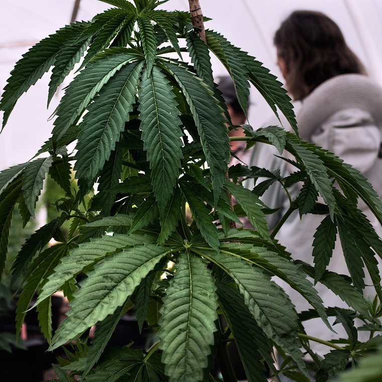 A documentary project takes a peek behind the scenes of marijuana production.