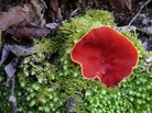 Moss and a cup fungus growing amid the decomposing leaves of Shakerag Hollow in Sewanee, Tennessee. Moss and a cup fungus growing amid the decomposing leaves of Shakerag Hollow in Sewanee, Tennessee.