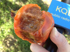 The fabled and rare chocolate persimmon may look rotten, but it is juicy and sweet without being cloying. The fabled and rare chocolate persimmon may look rotten, but it is juicy and sweet without being cloying.