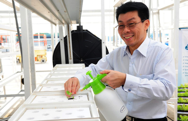 Senior Minister of State Lee Yi Shyan transplants some leafy green seedlings at the grand opening of Singapore's first commercial vertical farm.