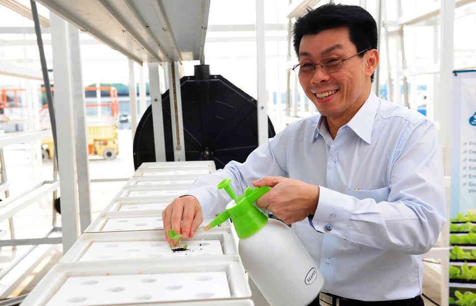 Senior Minister of State Lee Yi Shyan transplants some leafy green seedlings at the grand opening of Singapore's first commercial vertical farm.