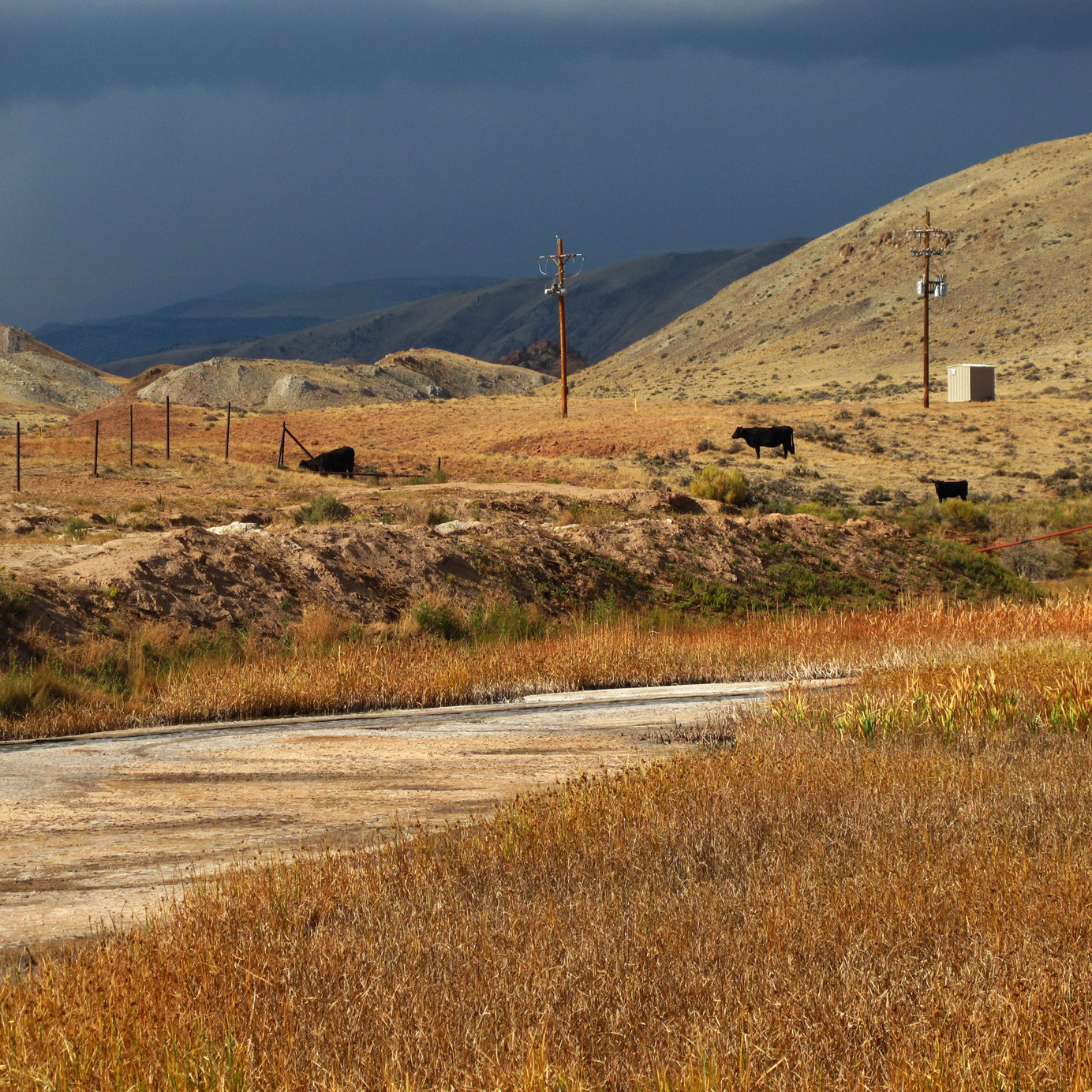 More than 40 years ago, the EPA banned oil companies from releasing wastewater into the environment, but made an exception for the arid West. If livestock and wildlife can use the water, companies can release it. Cows like these grazing near a stream of waste on the Wind River Reservation in Wyoming are supposedly the reason the EPA lets oil companies release their waste into the environment.
