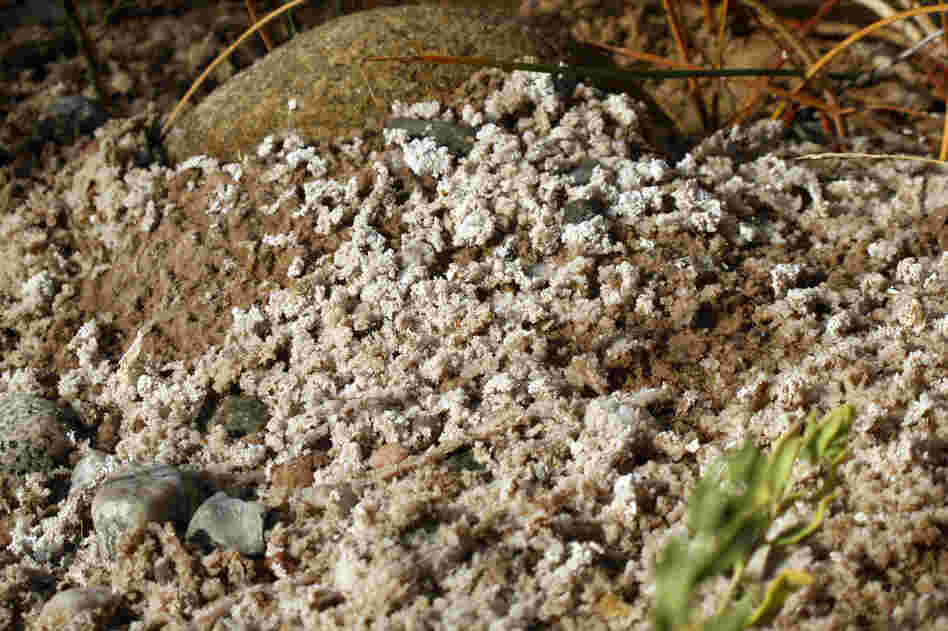 White crystal-like deposits line a streambed where this oil field water is flowing. Researchers for the tribes have also found black oozes, purple growths, dead ducklings and lifeless stretches of streams.