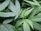 On Election Day, residents in Colorado and Washington state voted to legalize the recreational use of marijuana. Above, marijuana plants grow at Perennial Holistic Wellness Center in Los Angeles. On Election Day, residents in Colorado and Washington state voted to legalize the recreational use of marijuana. Above, marijuana plants grow at Perennial Holistic Wellness Center in Los Angeles.