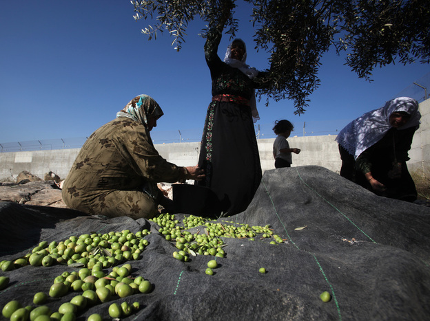 Palestinian women harvest olive trees near the occupied West Bank village of Deir Samet near the town of Hebron.