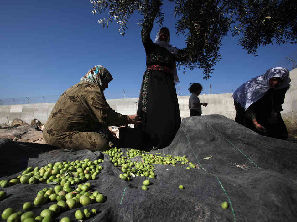Palestinian women harvest olive trees near the occupied West Bank village of Deir Samet near the town of Hebron.