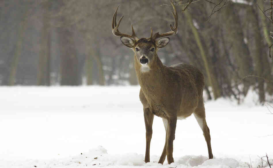 As white-tailed deer have returned to New England in the past century, they've brought with them tick-borne parasites that cause human diseases. As white-tailed deer have returned to New England in the past century, they've brought with them tick-borne parasites that cause human diseases.