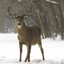 As white-tailed deer have returned to New England in the past century, they've brought with them tick-borne parasites that cause human diseases. As white-tailed deer have returned to New England in the past century, they've brought with them tick-borne parasites that cause human diseases.