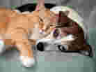 Cat and dog snuggling.