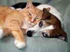 Cat and dog snuggling.