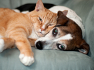 Cat and dog snuggling. Cat and dog snuggling.