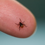 Lyme disease is spread by deer ticks like this one. A study finds that some people can be reinfected many times with the bacteria that cause the disease. Lyme disease is spread by deer ticks like this one. A study finds that some people can be reinfected many times with the bacteria that cause the disease.