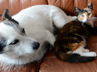Nikon (left) and Zoia, two pals in Poland. Nikon (left) and Zoia, two pals in Poland.