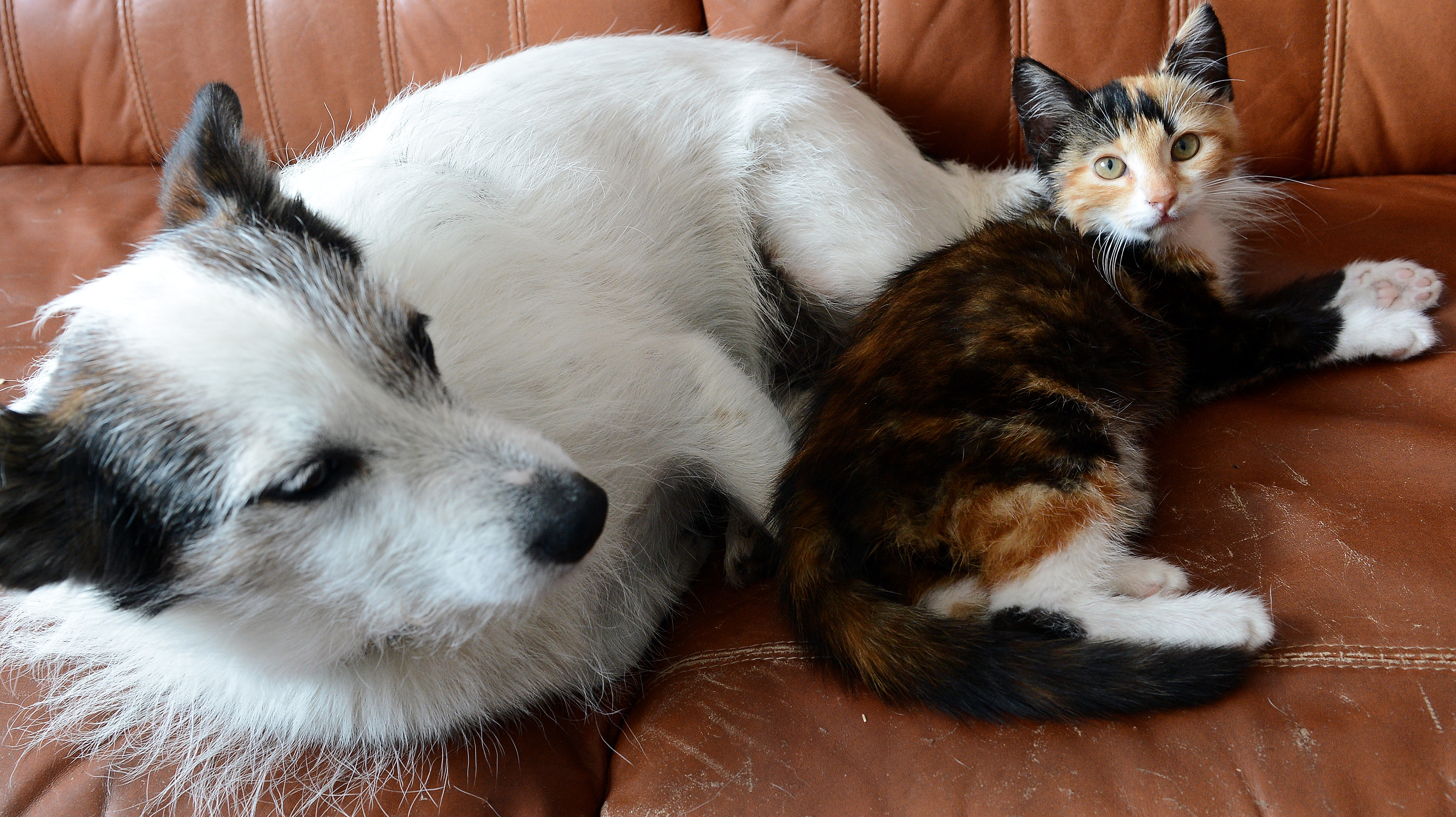 Nikon (left) and Zoia, two pals in Poland.