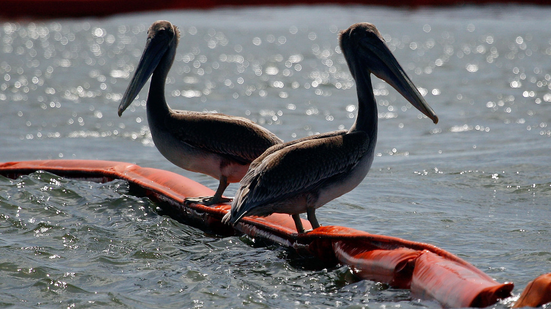 July 2010: Two pelicans sit on booms protecting Queen Bess Island, La., from oil that spilled after the Deepwater Horizon rig exploded in April.