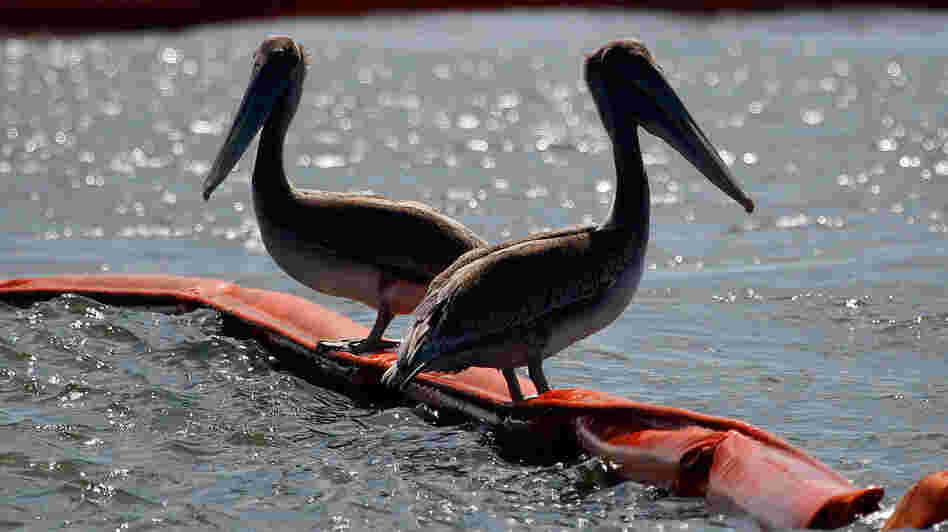July 2010: Two pelicans sit on booms protecting Queen Bess Island, La., from oil that spilled after the Deepwater Horizon rig exploded in April.