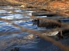 Dirty water from the oil wells flows through oil-caked pipes into a settling pit where trucks vacuum off the oil. A net covers the pit to keep out birds and other wildlife. Streams of this wastewater flow through the reservation and join natural creeks and rivers. Dirty water from the oil wells flows through oil-caked pipes into a settling pit where trucks vacuum off the oil. A net covers the pit to keep out birds and other wildlife. Streams of this wastewater flow through the reservation and join natural creeks and rivers.