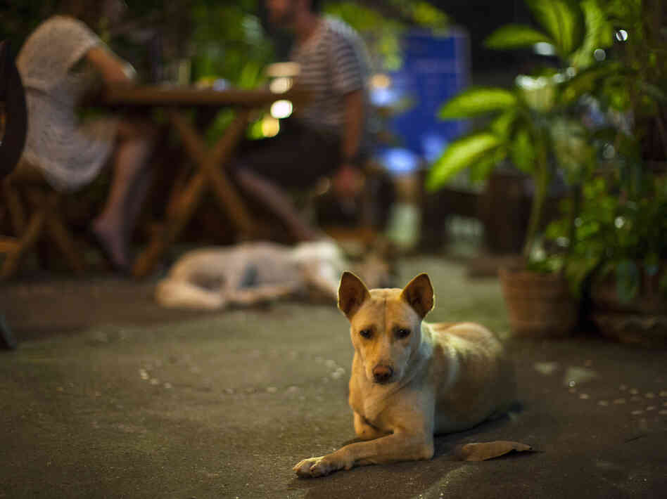 Myat Thu's dogs laze about the restaurant, keeping patrons company.