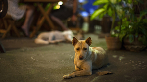 Myat Thu's dogs laze about the restaurant, keeping patrons company.