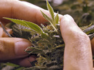 A worker inspects a marijuana plant at a grow house in Denver on Nov. 8. A worker inspects a marijuana plant at a grow house in Denver on Nov. 8.