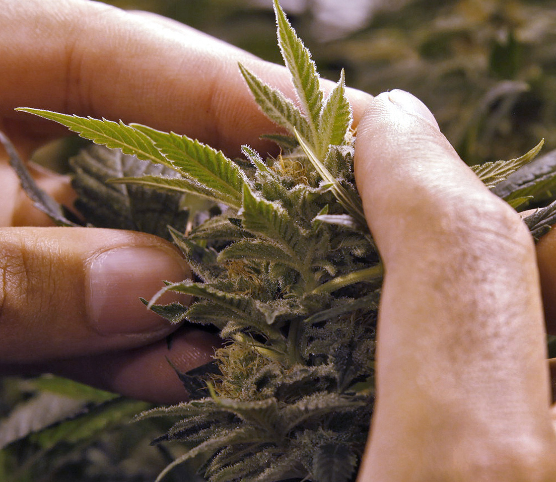 A worker inspects a marijuana plant at a grow house in Denver on Nov. 8.