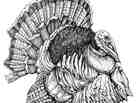 Turkey!