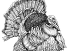 Turkey! Turkey!