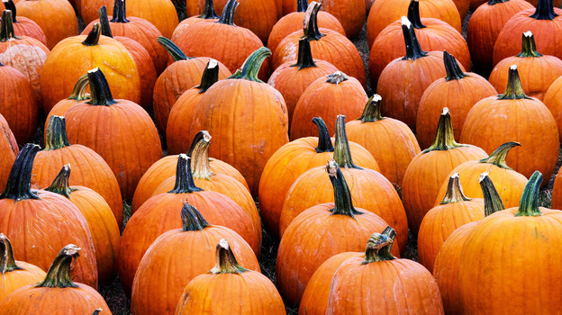 Pumpkins for sale at the Mt. Rogers Pumpkin Patch in the a parking lot in Centreville, Va. (Getty)