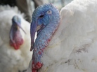 The turkeys to be pardoned Wednesday appeared at a press conference Tuesday at the W Hotel in Washington, D.C. The turkeys to be pardoned Wednesday appeared at a press conference Tuesday at the W Hotel in Washington, D.C.