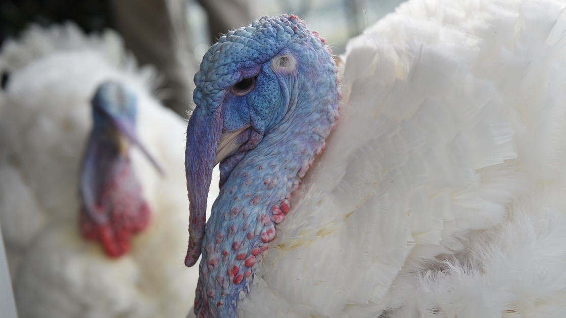 The turkeys to be pardoned Wednesday appeared at a press conference Tuesday at the W Hotel in Washington, D.C.