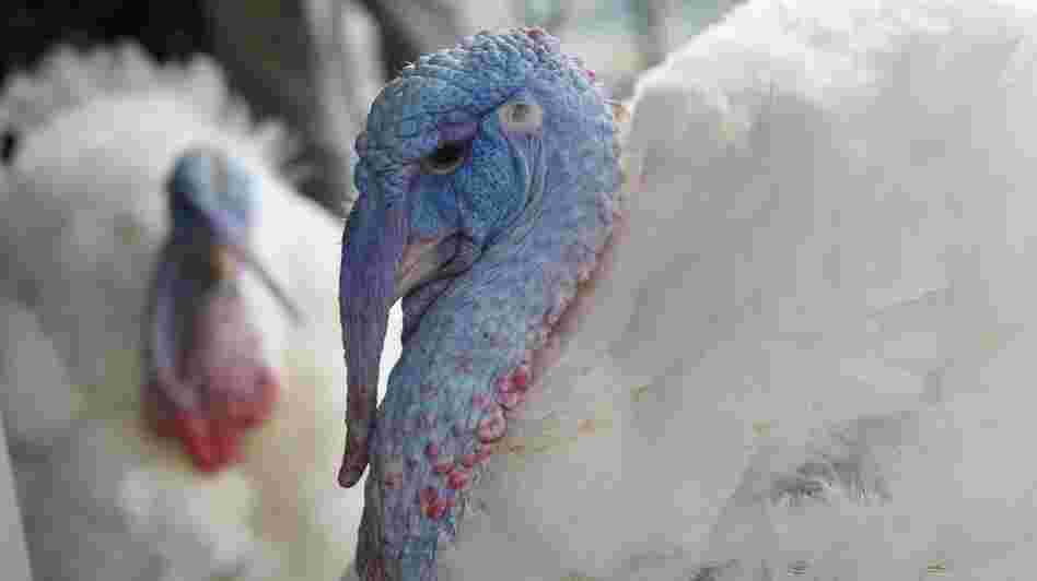 The turkeys to be pardoned Wednesday appeared at a press conference Tuesday at the W Hotel in Washington, D.C.