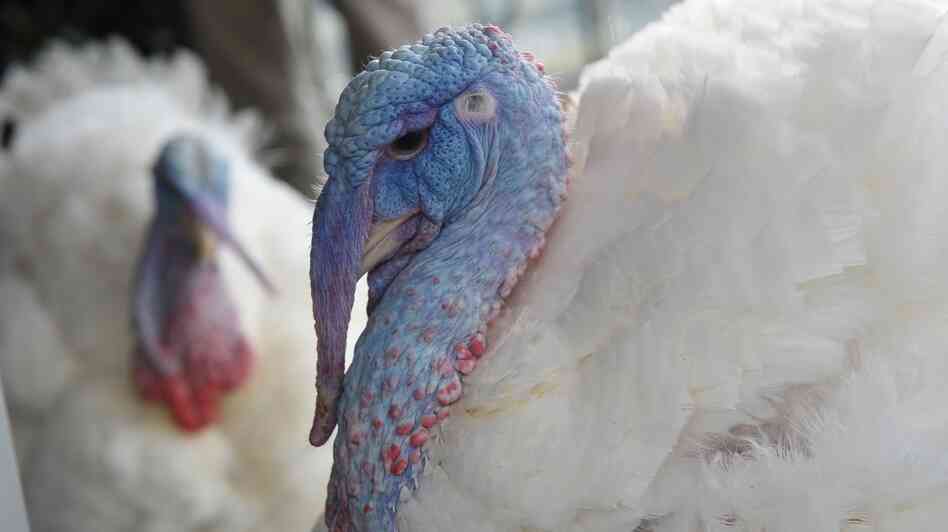 The turkeys to be pardoned Wednesday appeared at a press conference Tuesday at the W Hotel in Washington, D.C.