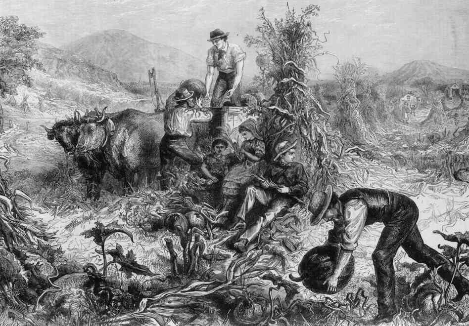 Idyllic scene of an American farmer collecting pumpkin in a field. Idyllic scene of an American farmer collecting pumpkin in a field.
