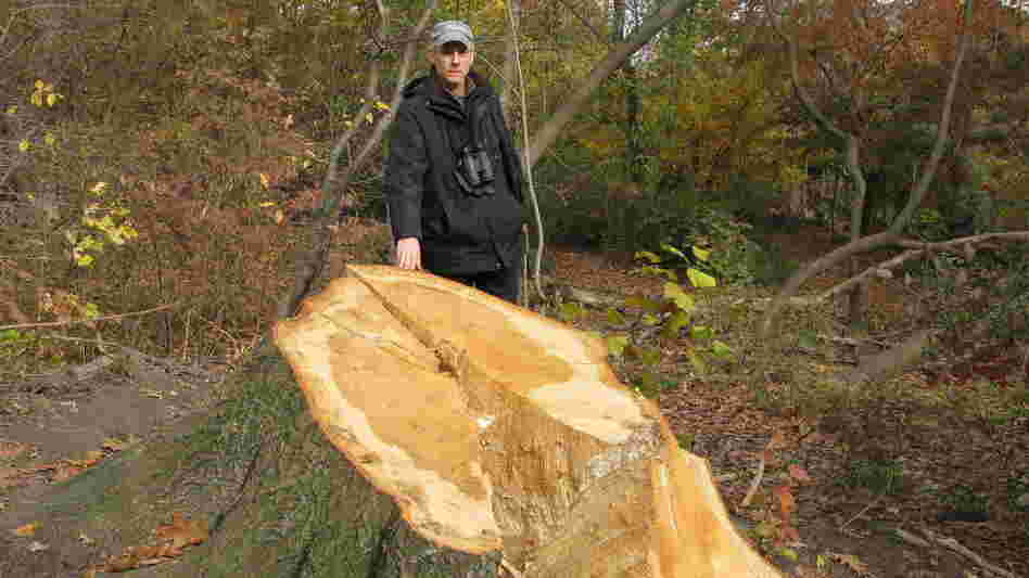 Ken Chaya created a map that charts every single tree in New York's Central Park. He stands next to one of the thousands of trees uprooted by Sandy.