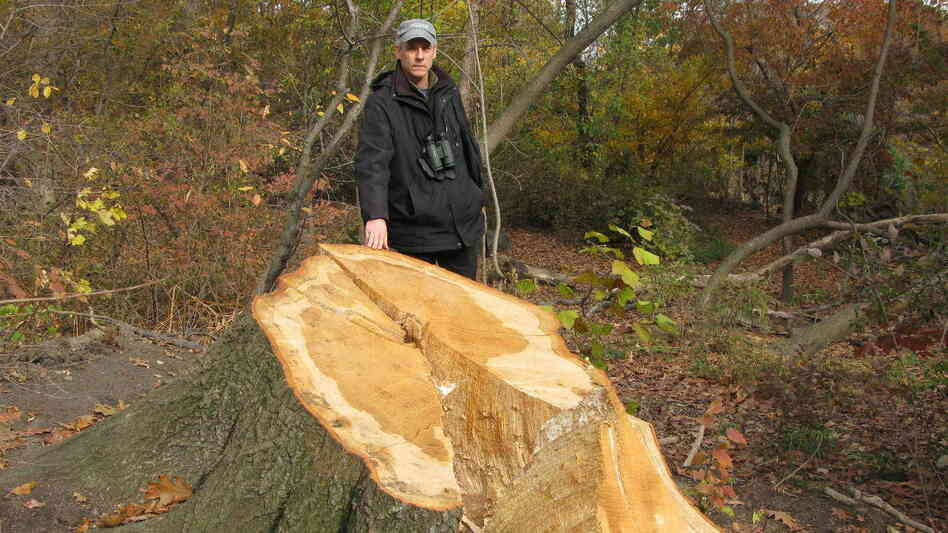 Ken Chaya created a map that charts every single tree in New York's Central Park. He stands next to one of the thousands of trees uprooted by Sandy.
