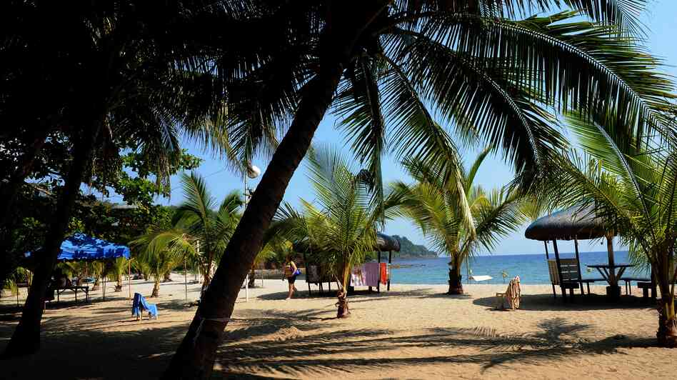 The diversity of coconut trees like these planted along the beach in the northern Philippines is in danger, but a French scientist has a plan.