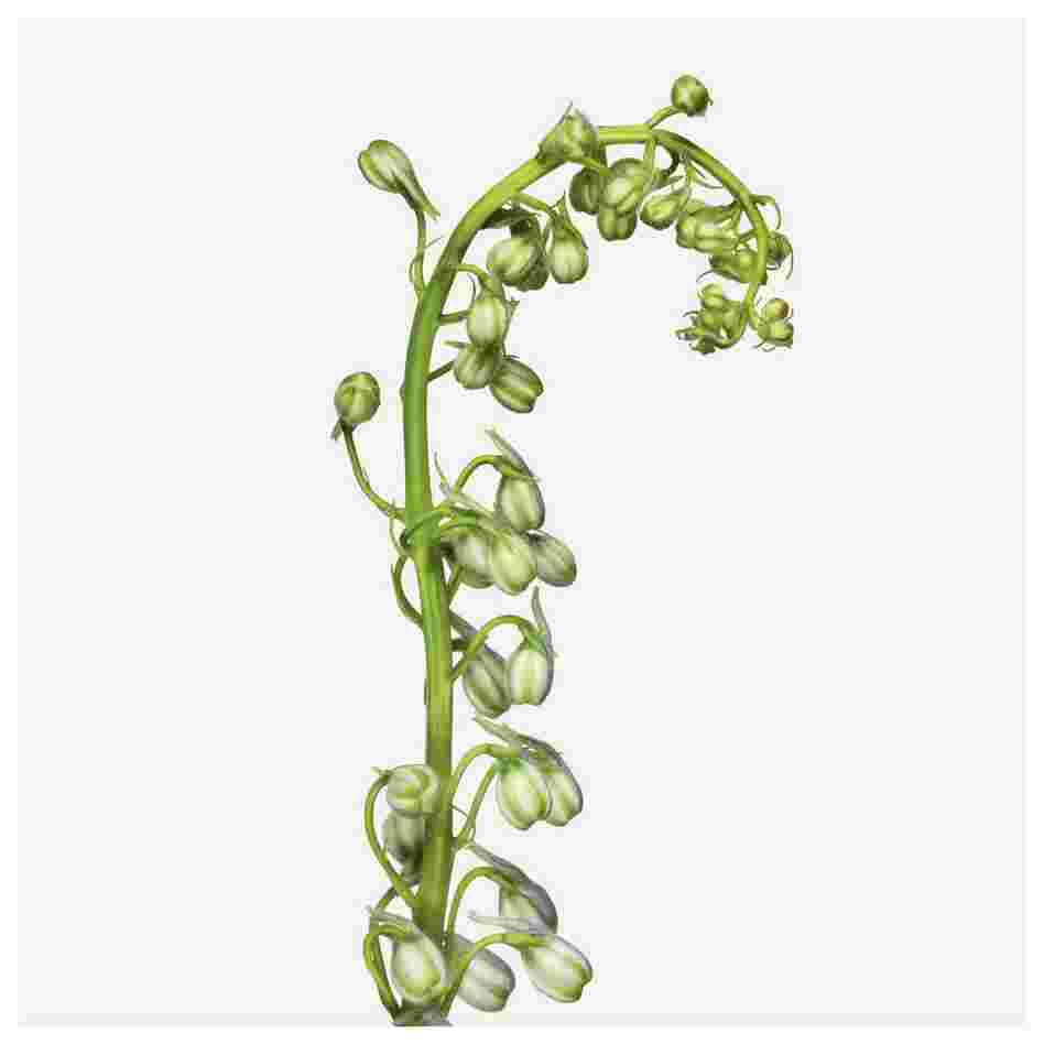 Order: Ranunculales | Family: Ranunculaceae | Common Name: delphinium | Botanical Name: Delphinium cultivar Order: Ranunculales | Family: Ranunculaceae | Common Name: delphinium | Botanical Name: Delphinium cultivar