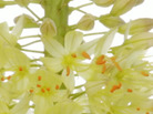 A screen-grab from Andrew Zuckerman's Flower project. A screen-grab from Andrew Zuckerman's Flower project.
