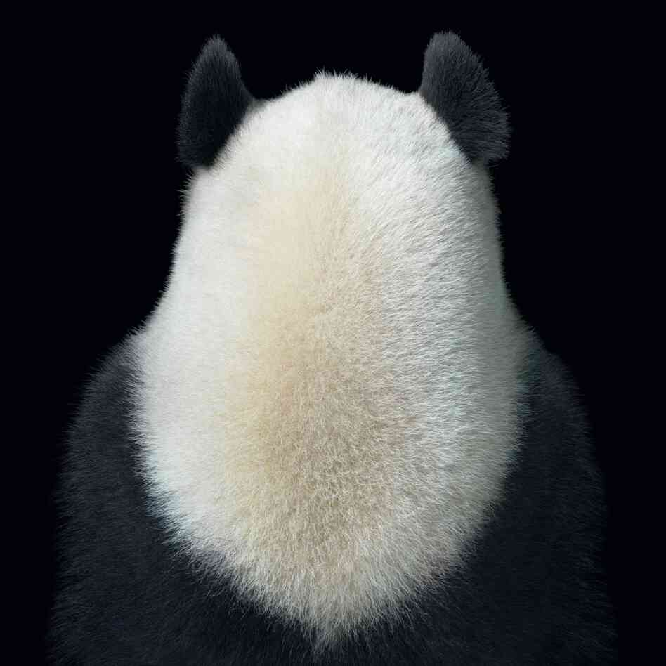 Name: Ji Li ("Lucky" in Chinese) | Species: Giant panda, Ailuropoda melanoleuca | Organization: Chengdu Research Base of Giant Panda Breeding, Sichuan, China | Researcher: Dr. Zhang Zhihe Name: Ji Li ("Lucky" in Chinese) | Species: Giant panda, Ailuropoda melanoleuca | Organization: Chengdu Research Base of Giant Panda Breeding, Sichuan, China | Researcher: Dr. Zhang Zhihe