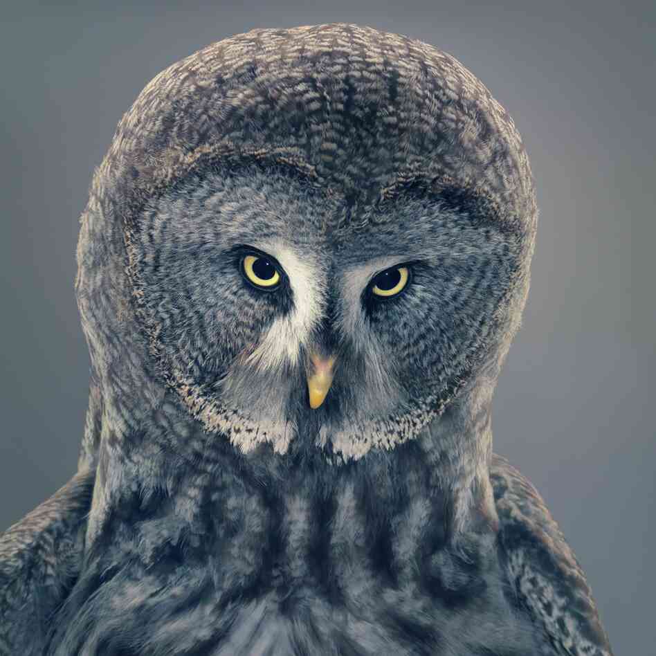 Name: Grace | Species: Great gray owl, Strix nebulosa | Organization: AmeyZoo, Hertfordshire, U.K. | Handler: Mark Amey Name: Grace | Species: Great gray owl, Strix nebulosa | Organization: AmeyZoo, Hertfordshire, U.K. | Handler: Mark Amey