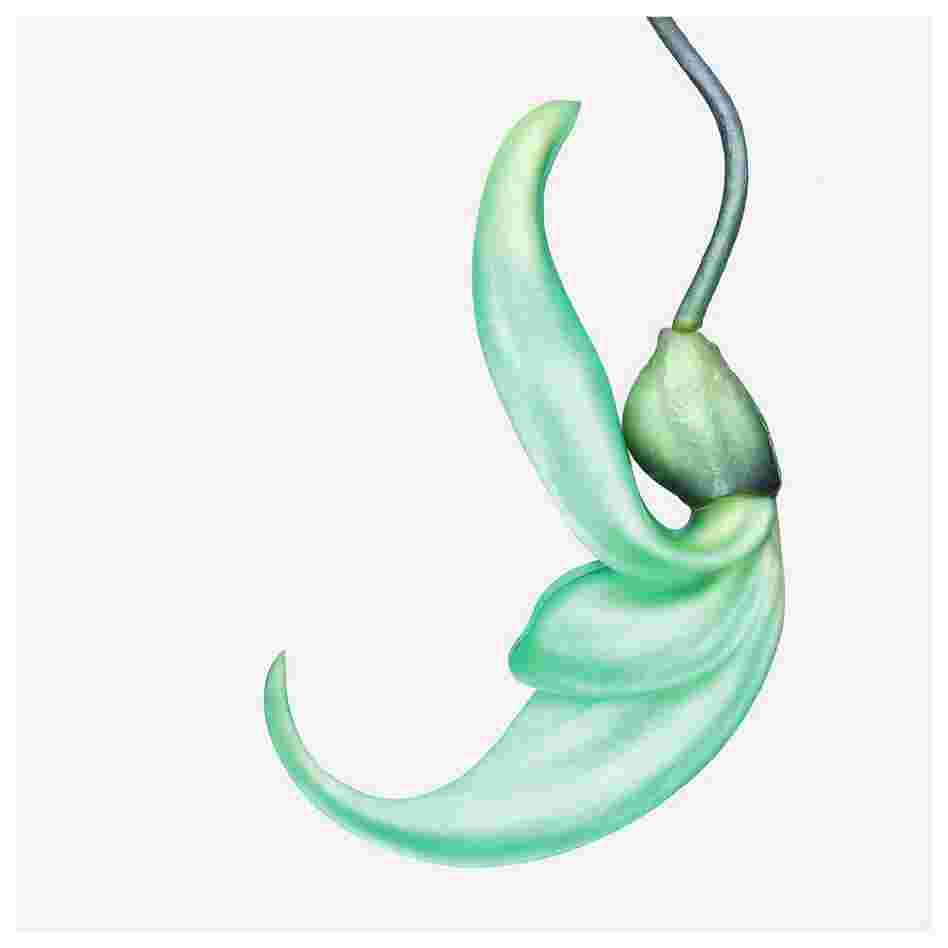 Order: Fabales | Family: Fabaceae | Common Name: jade vine | Botanical Name: Strongylodon macrobotrys Order: Fabales | Family: Fabaceae | Common Name: jade vine | Botanical Name: Strongylodon macrobotrys
