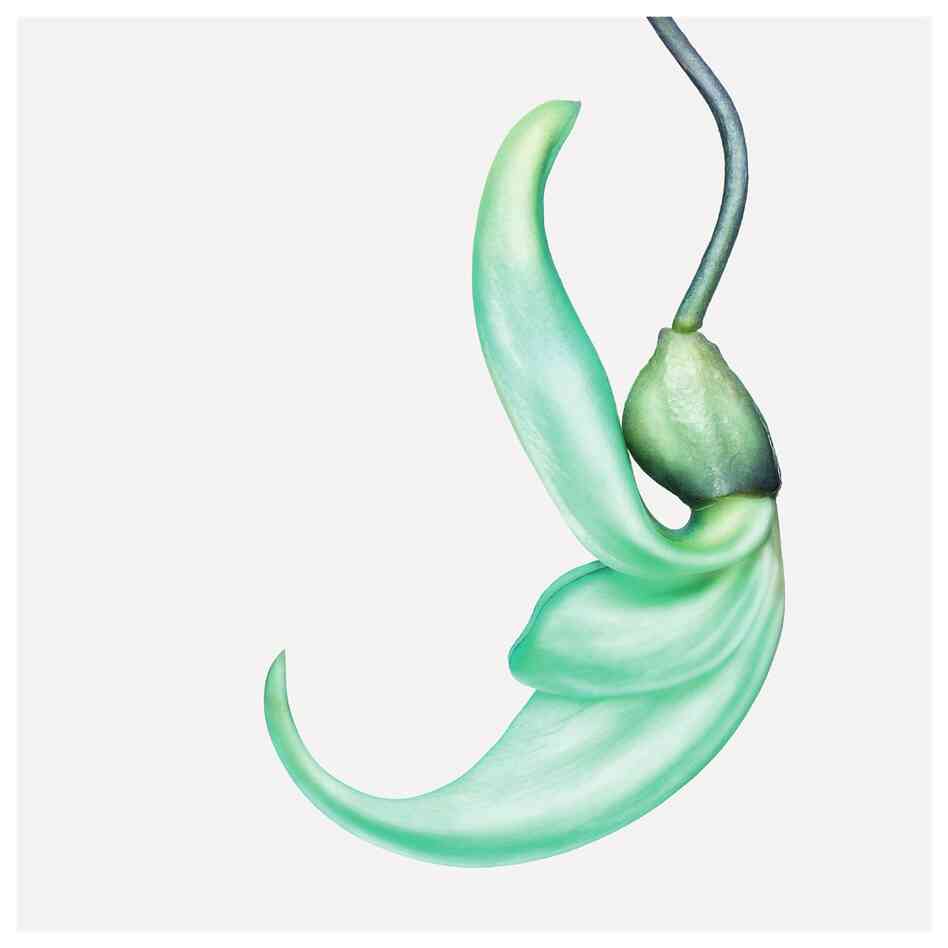Order: Fabales | Family: Fabaceae | Common Name: jade vine | Botanical Name: Strongylodon macrobotrys Order: Fabales | Family: Fabaceae | Common Name: jade vine | Botanical Name: Strongylodon macrobotrys