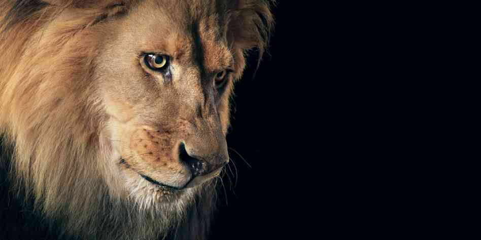 Name: Felix | Species: Lion, Panthera leo | Organization: Hollywood Animals, California, U.S. | Handler: Eric Weld Name: Felix | Species: Lion, Panthera leo | Organization: Hollywood Animals, California, U.S. | Handler: Eric Weld