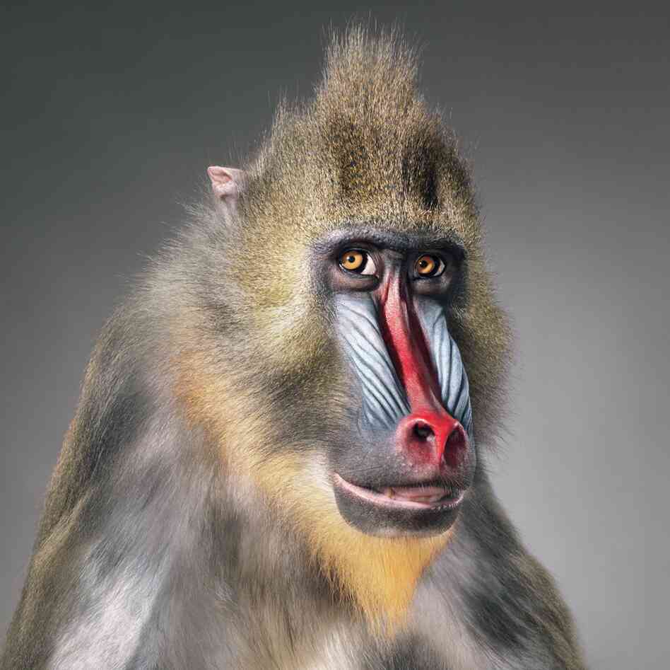 Name: Congo | Species: Mandrill, Mandrillus sphinx | Organization: T.I.G.E.R.S., The Institute of Greatly Endangered and Rare Species, South Carolina, U.S. | Keeper: Dr. Bhagavan "Doc" Antle Name: Congo | Species: Mandrill, Mandrillus sphinx | Organization: T.I.G.E.R.S., The Institute of Greatly Endangered and Rare Species, South Carolina, U.S. | Keeper: Dr. Bhagavan "Doc" Antle